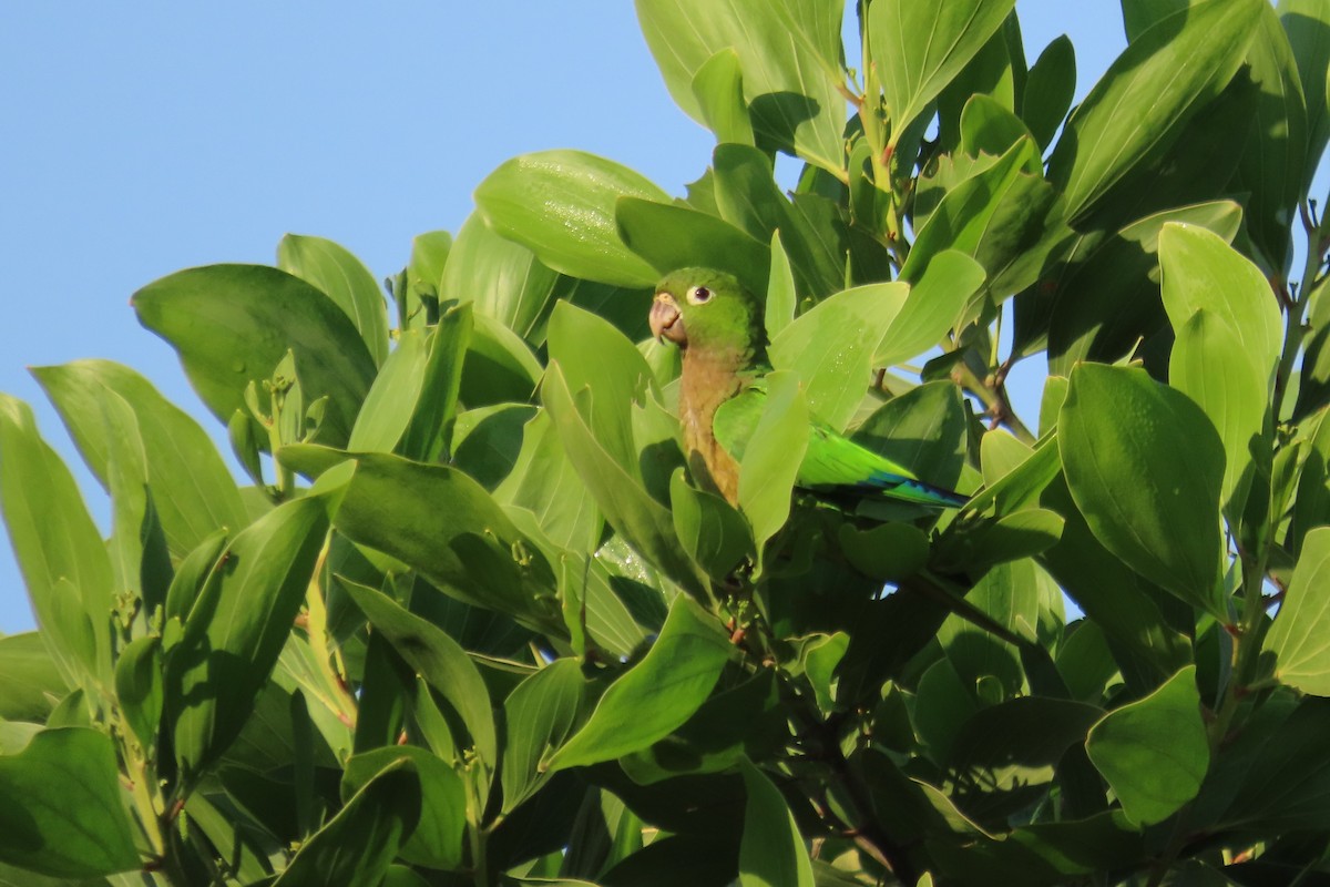 Olive-throated Parakeet - Oliver  Komar