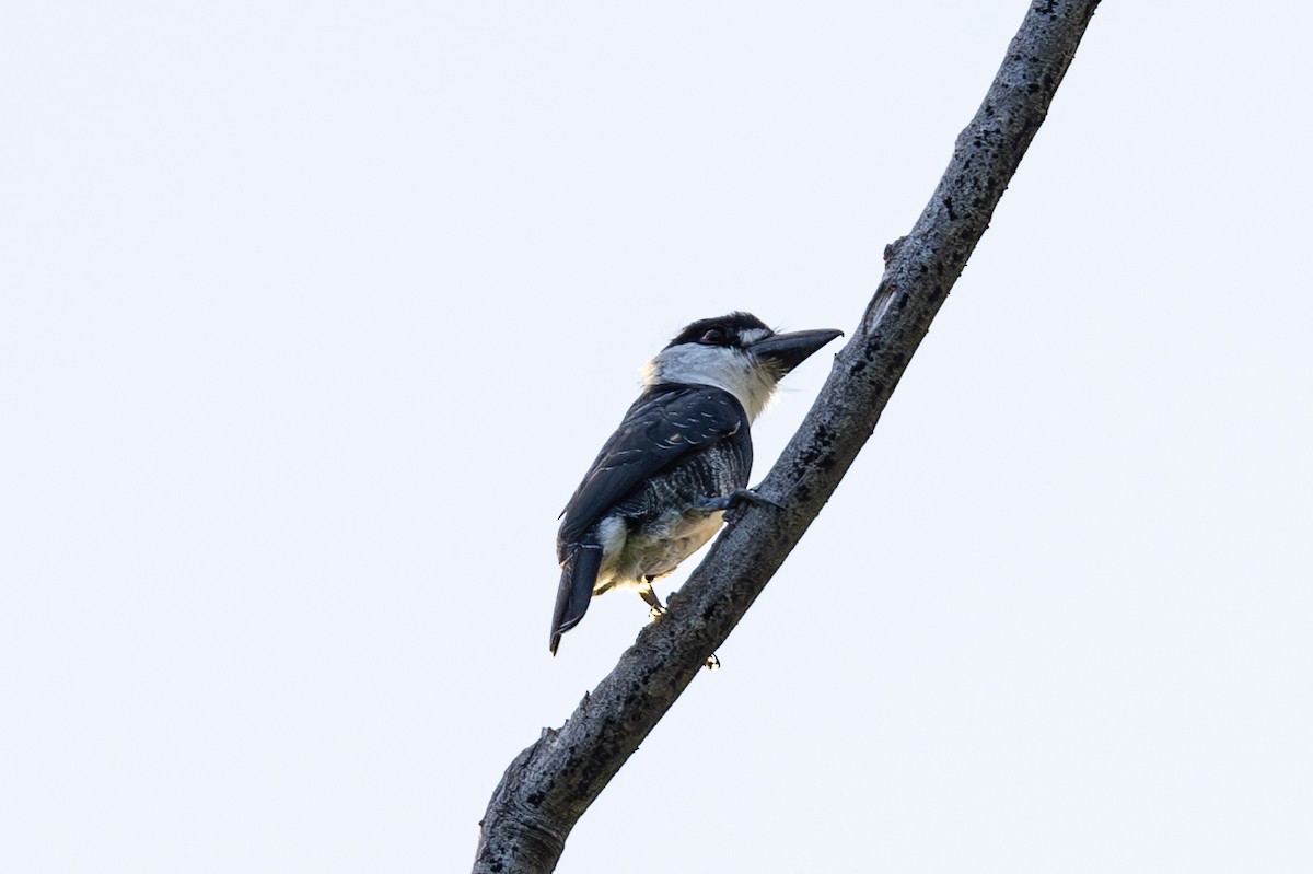 Guianan Puffbird - Mason Flint