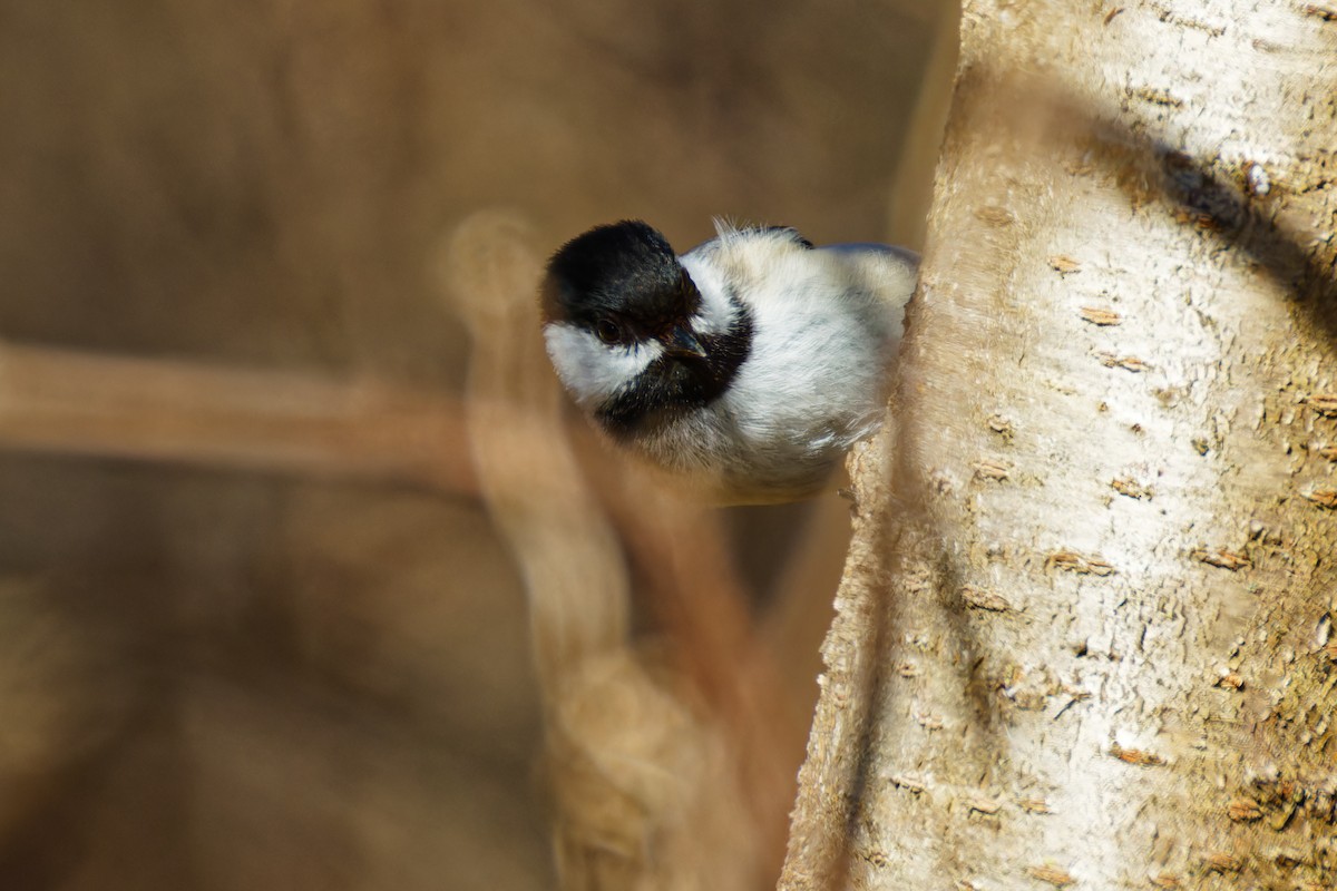 Black-capped Chickadee - Ruogu Li