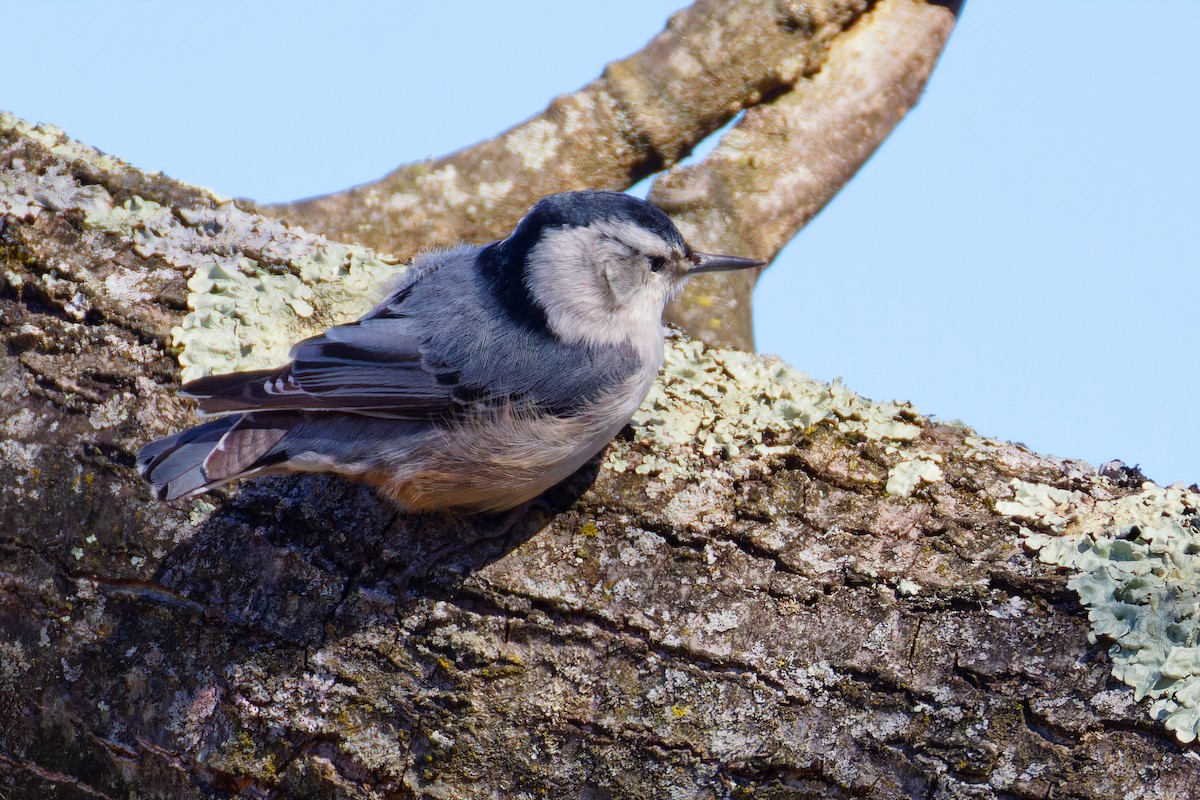 White-breasted Nuthatch - ML616699302