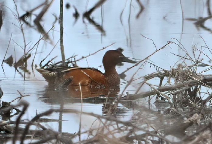 Cinnamon Teal - ML616699318