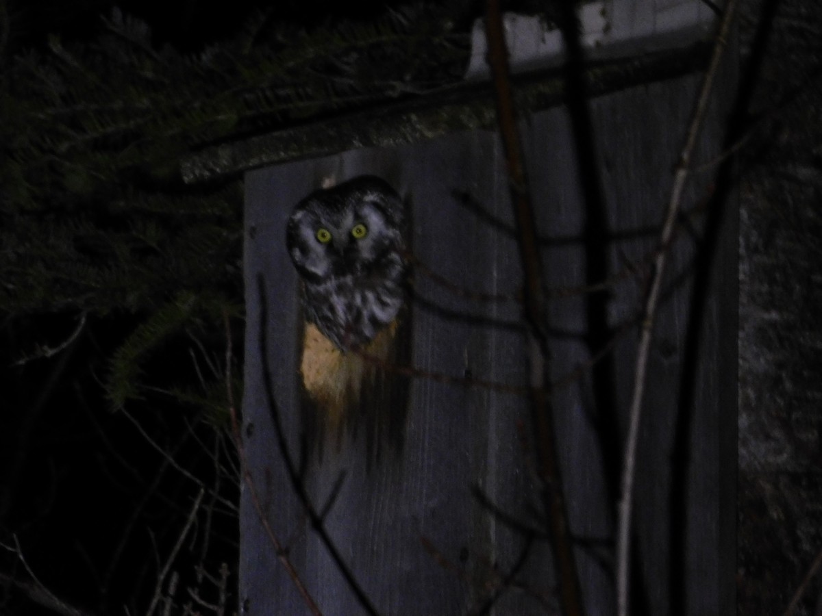 Boreal Owl - ML616699350