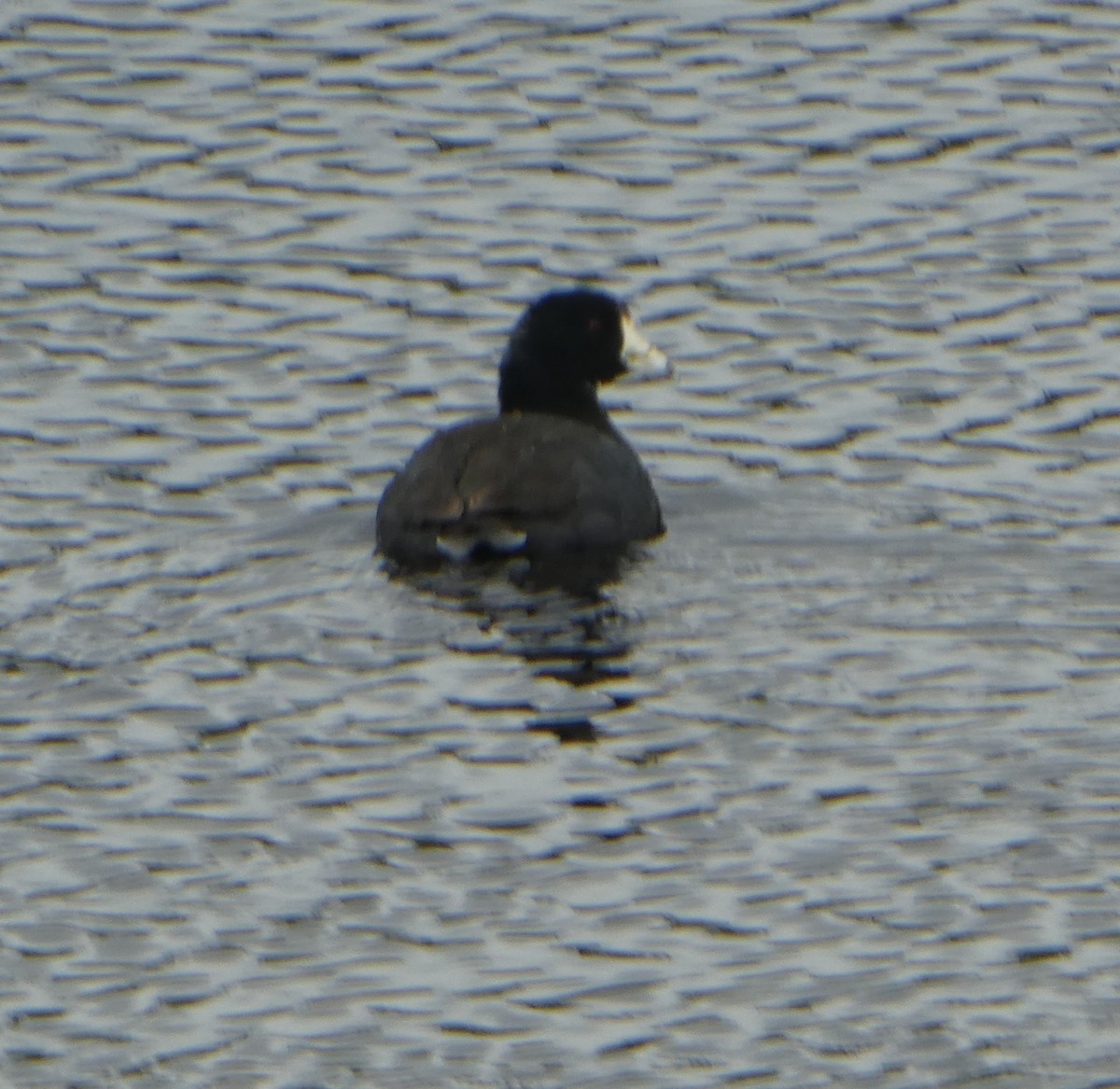 American Coot - ML616699365