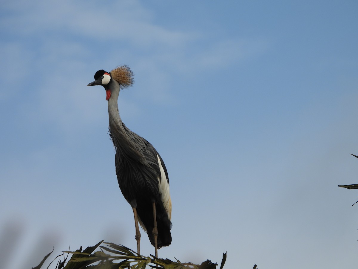 Gray Crowned-Crane - ML616699372