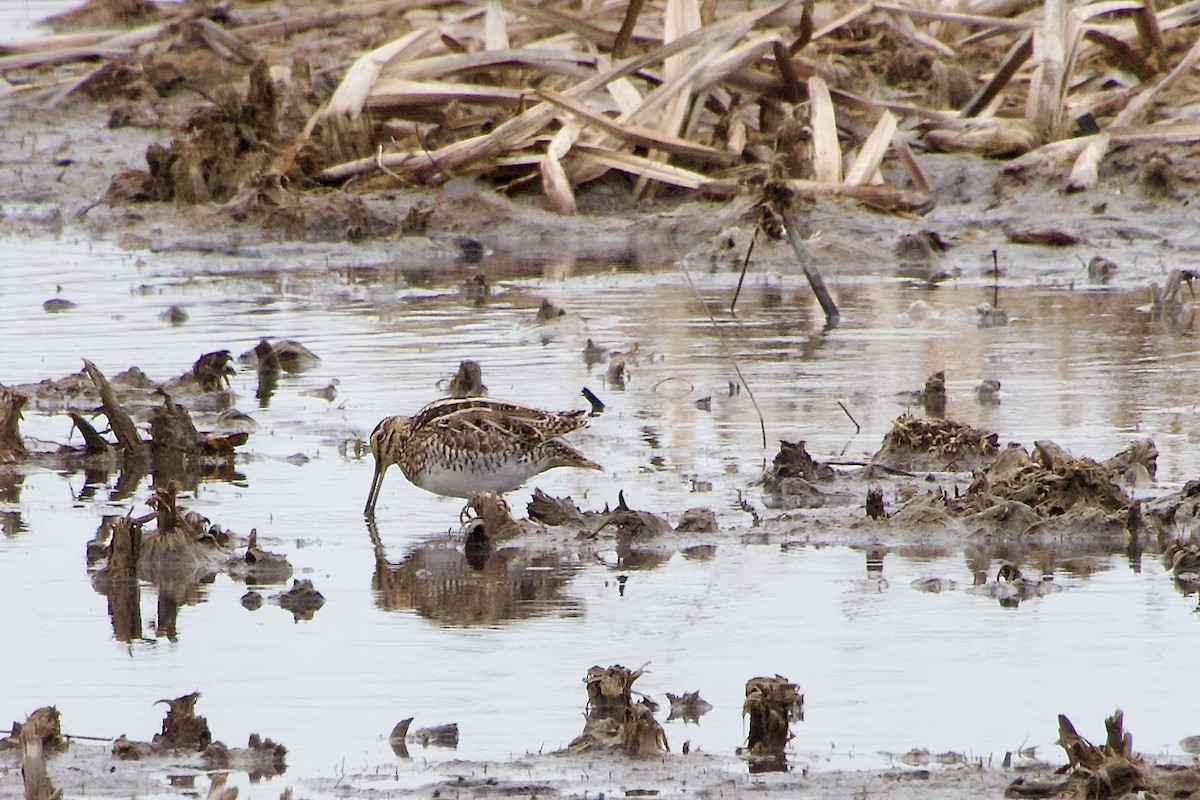 Wilson's Snipe - Jerry Horak