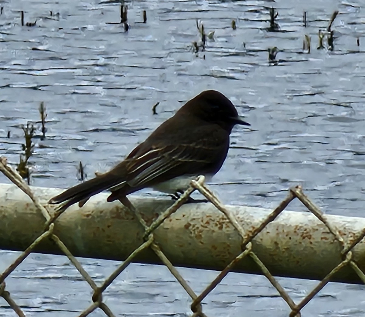 Black Phoebe - ML616699383