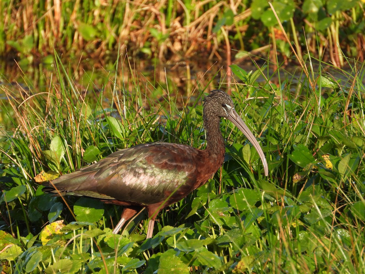 Glossy Ibis - ML616699384