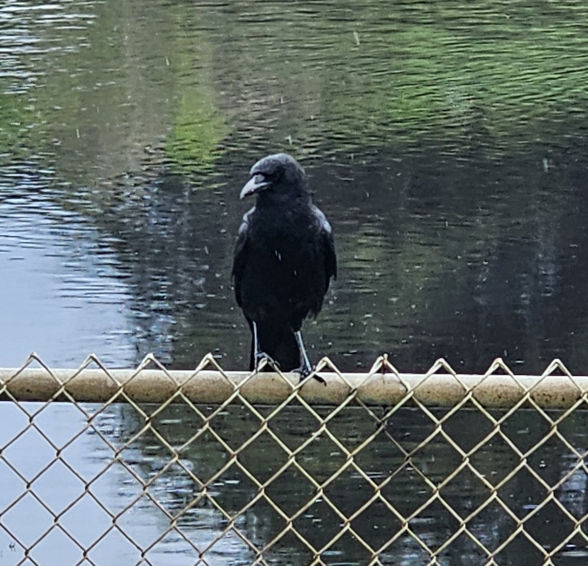 American Crow - ML616699390