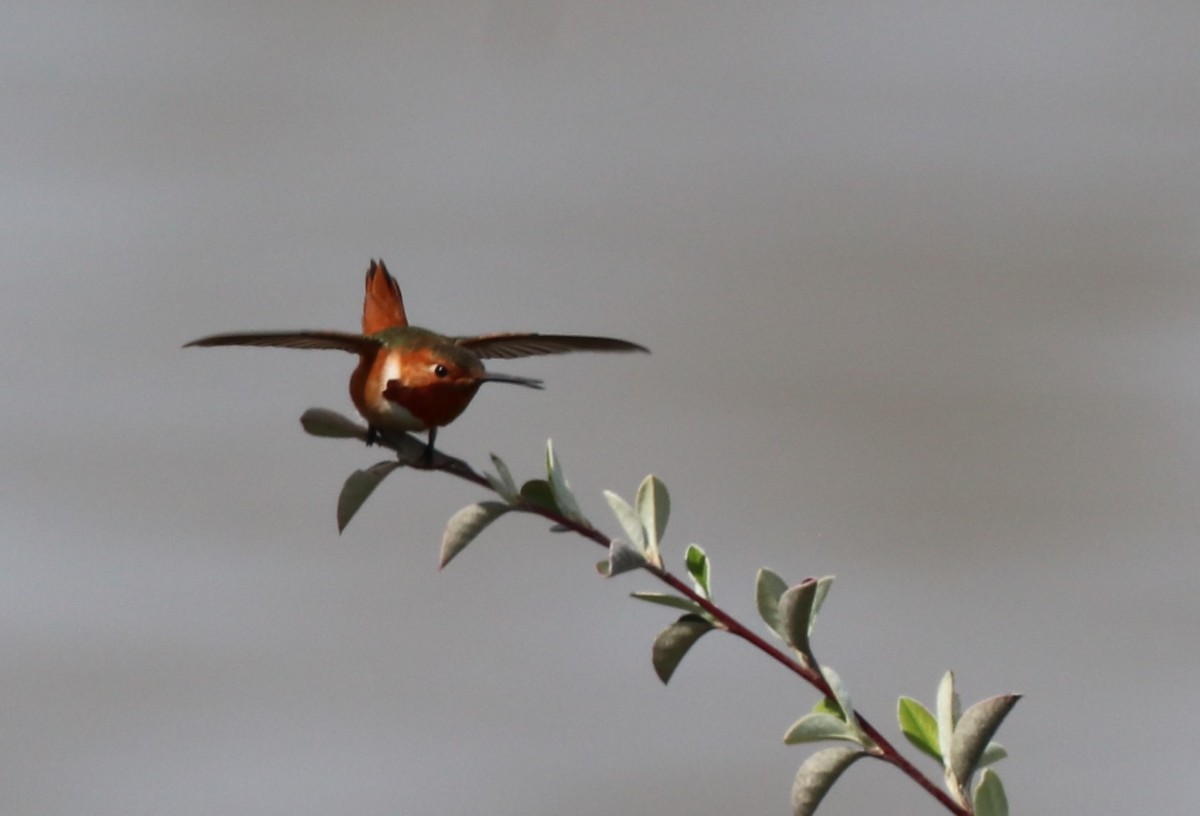Allen's Hummingbird - ML616699417