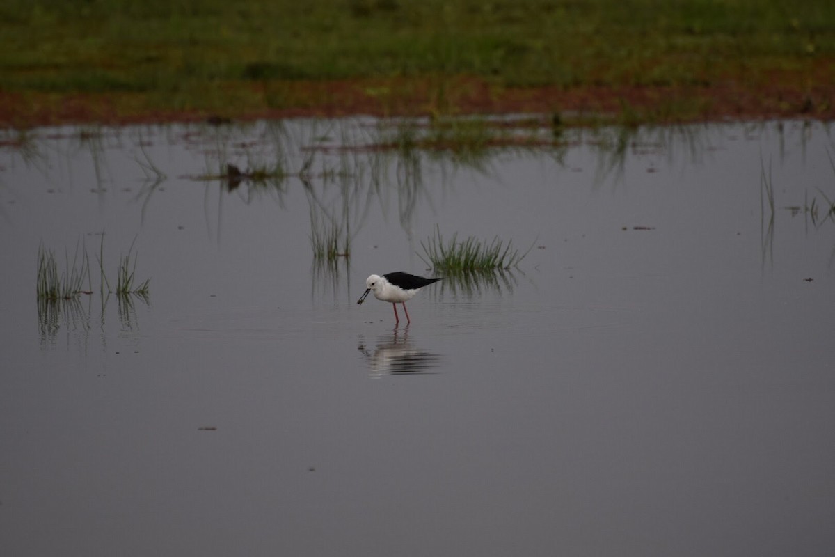 Black-winged Stilt - ML616699418