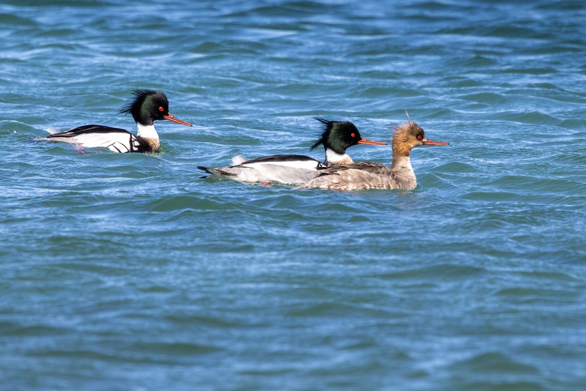 Red-breasted Merganser - ML616699428