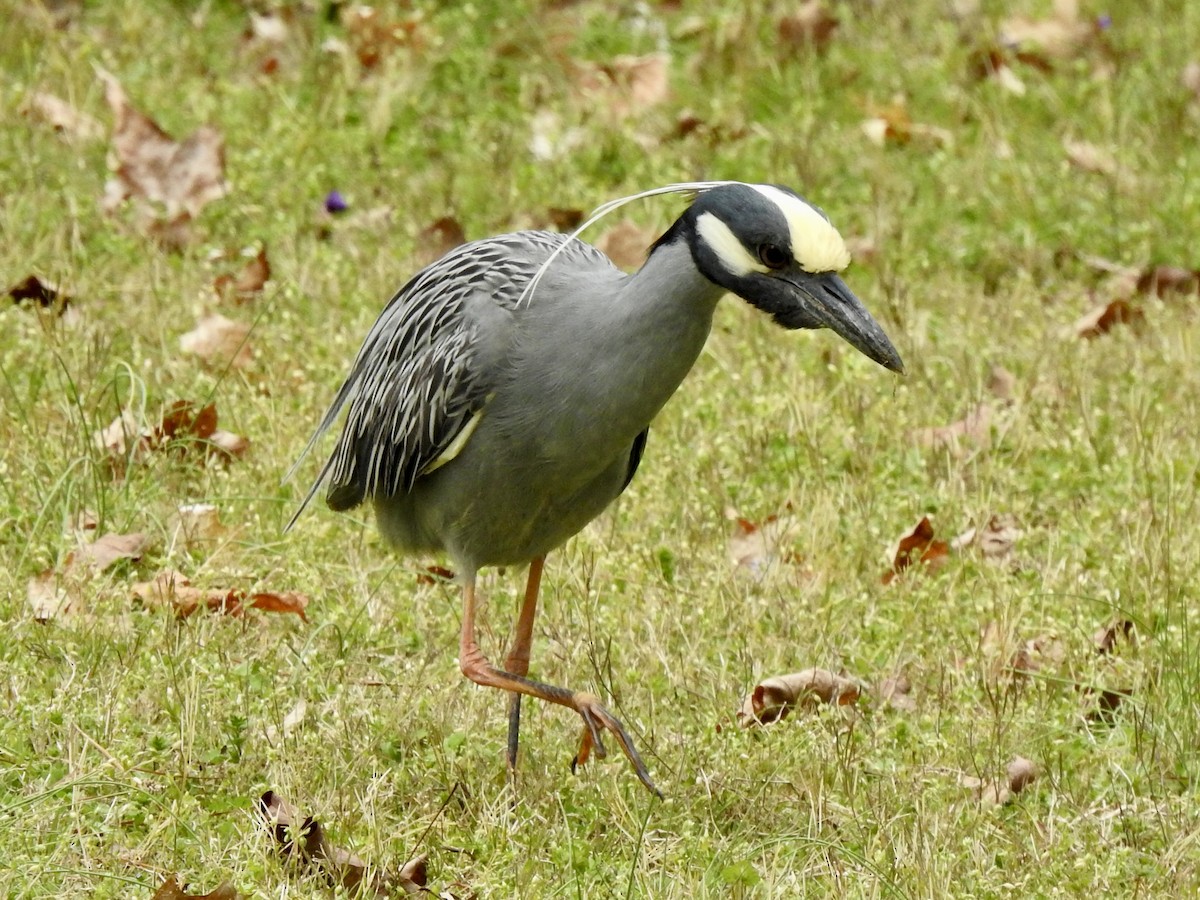 Yellow-crowned Night Heron - Nan Dewire