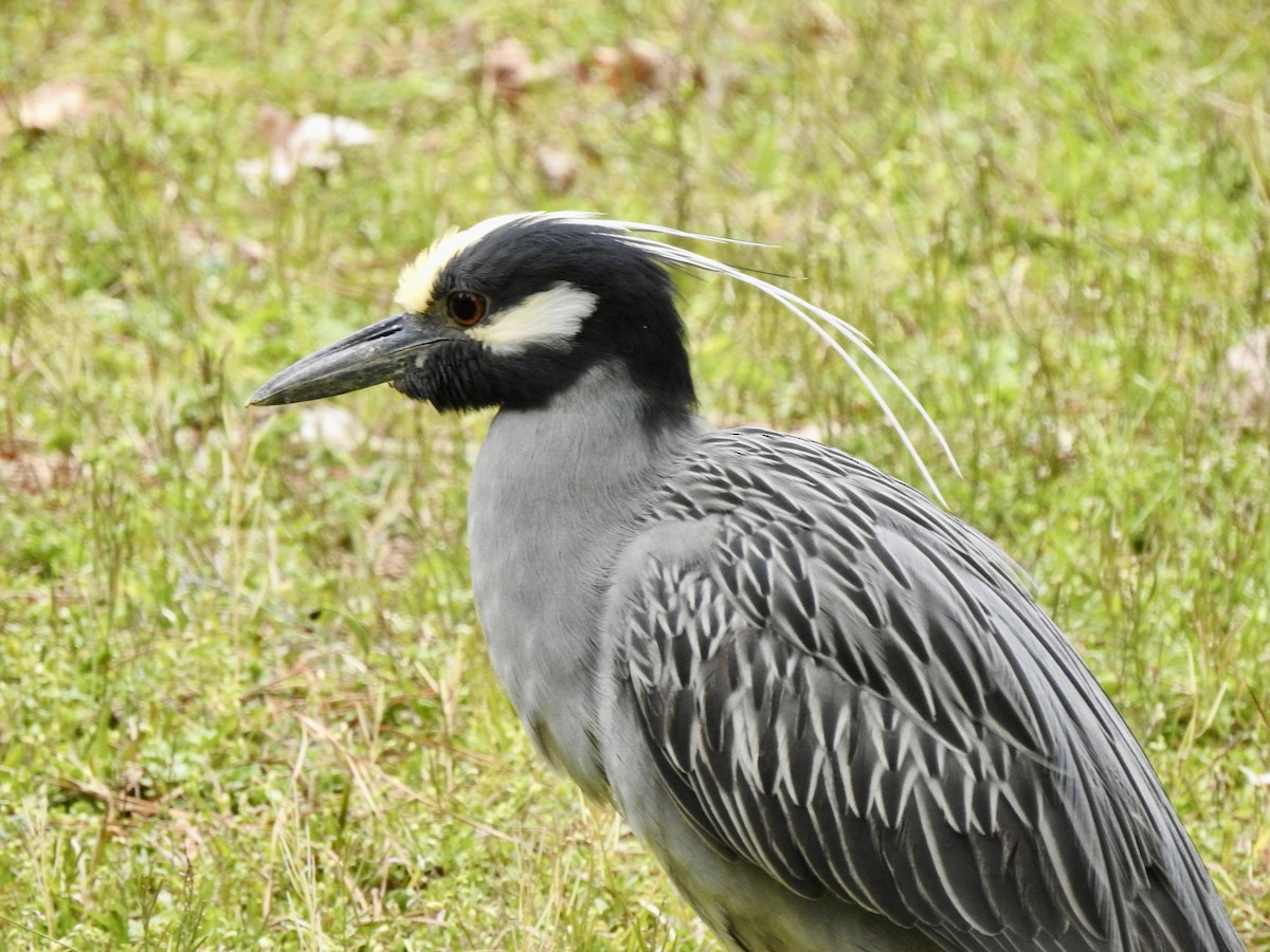 Yellow-crowned Night Heron - ML616699437