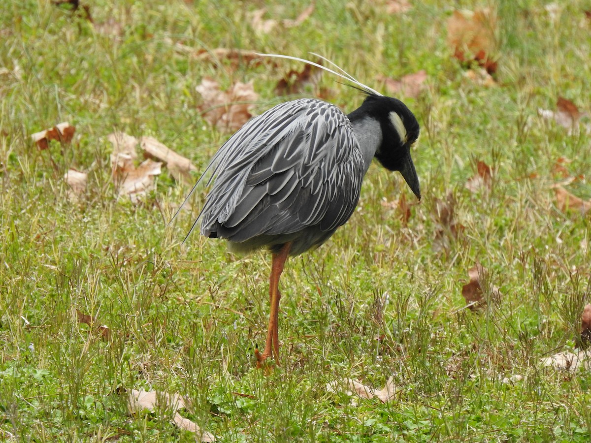 Yellow-crowned Night Heron - Nan Dewire