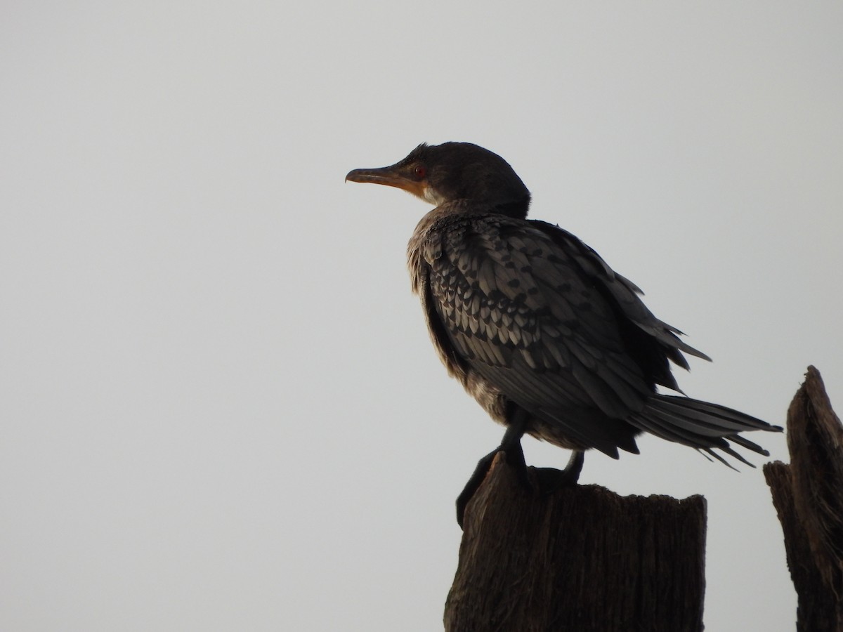 Long-tailed Cormorant - Rod Black