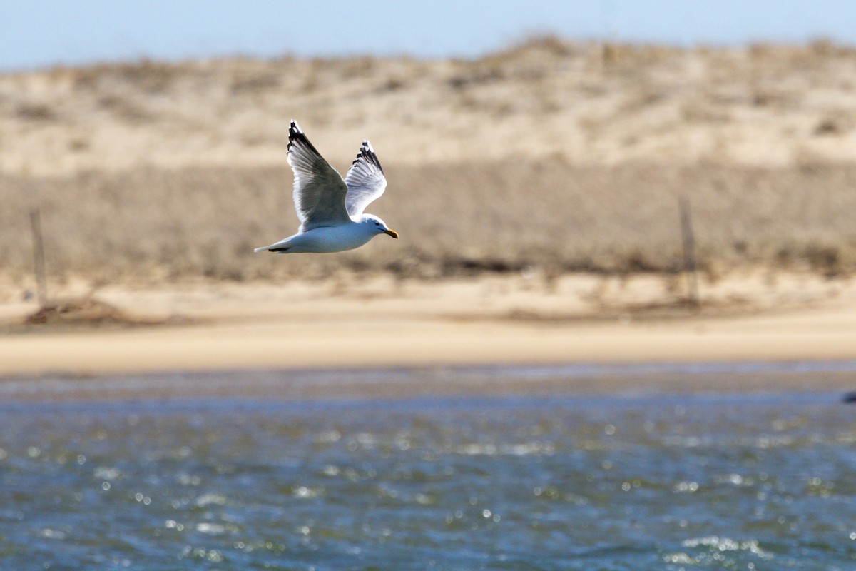 Gaviota Argéntea - ML616699453