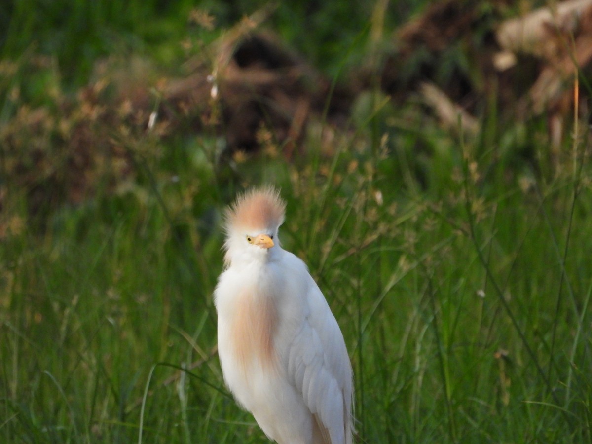 Western Cattle Egret - ML616699461