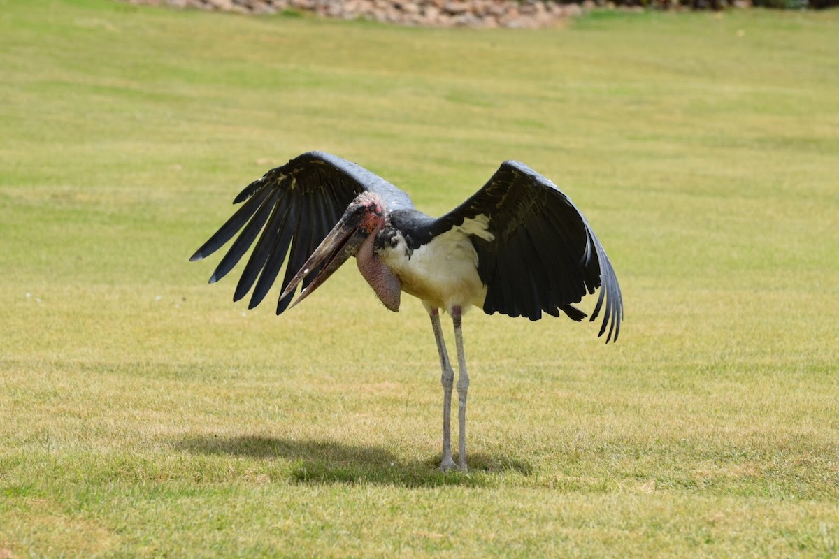 Marabou Stork - ML616699500