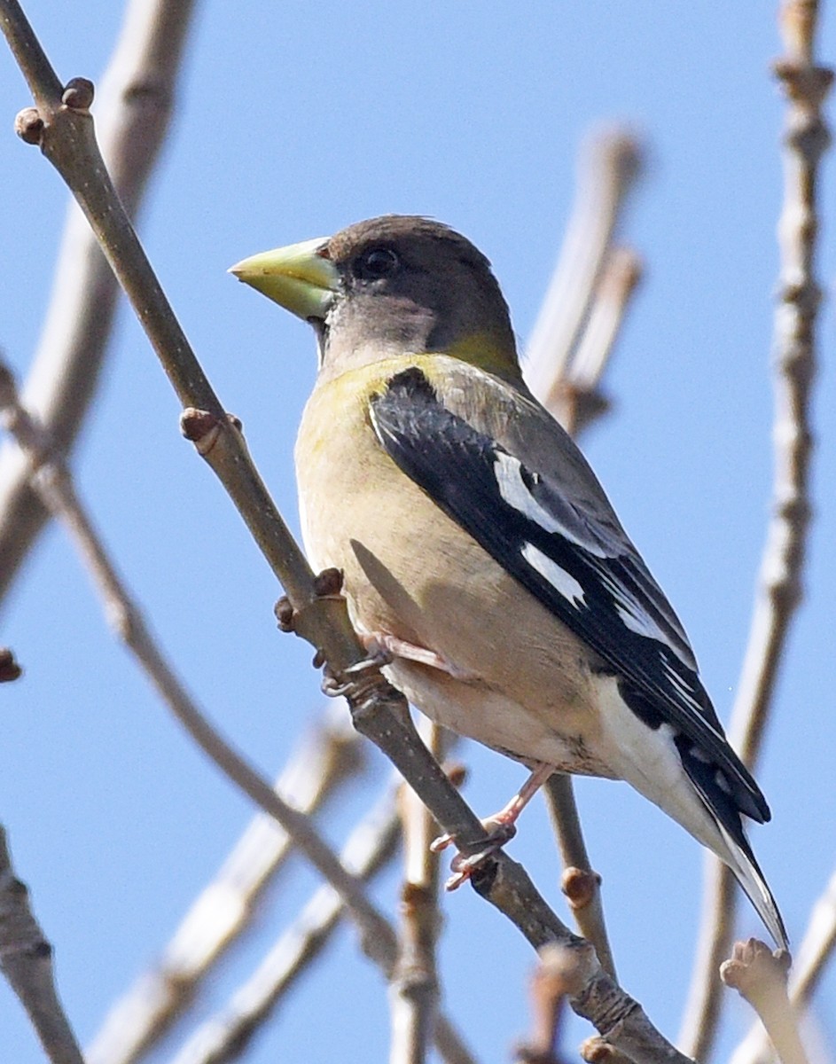 Evening Grosbeak (type 1) - ML616699504