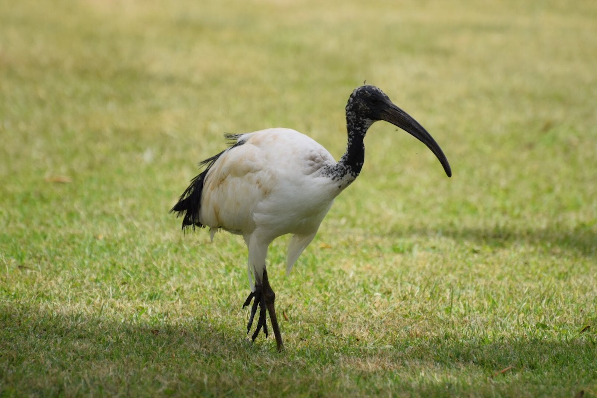 ibis posvátný - ML616699513