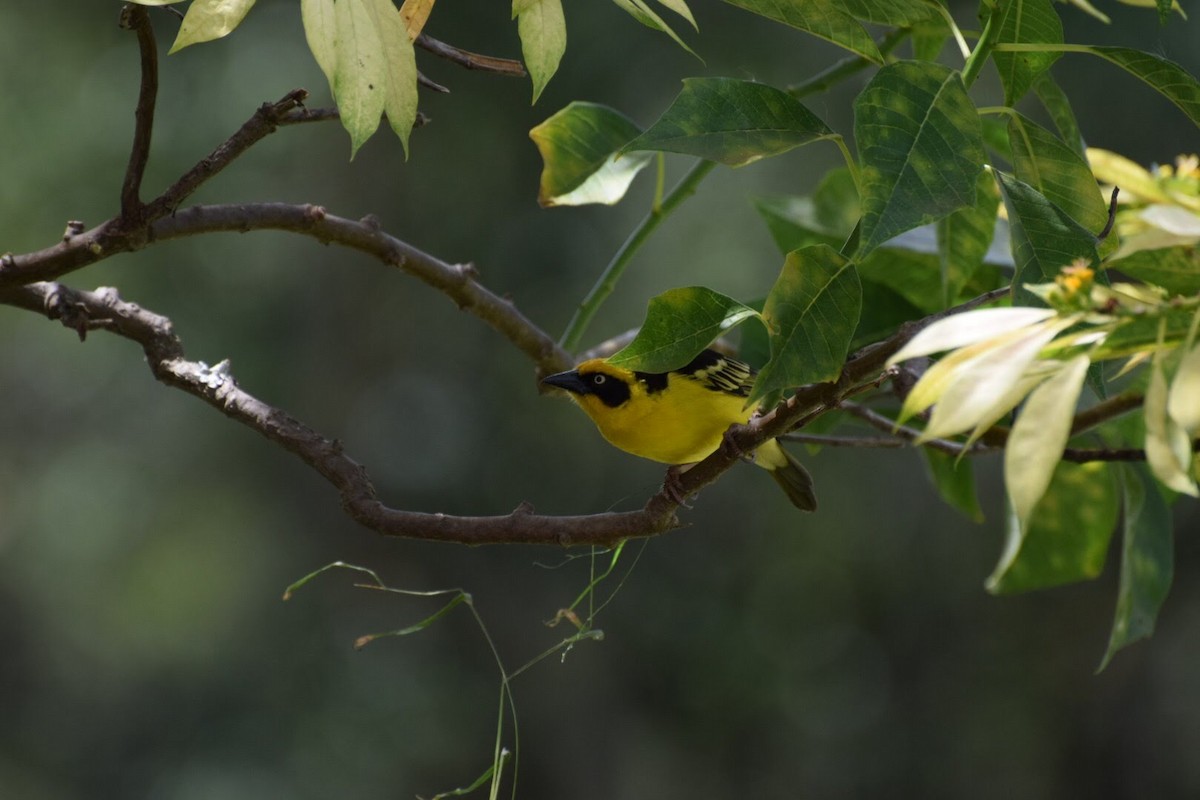 Baglafecht Weaver - ML616699529