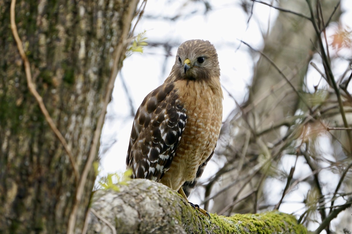 Red-shouldered Hawk - ML616699544