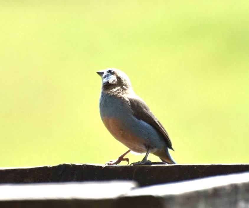 Red-cheeked Cordonbleu - ML616699554