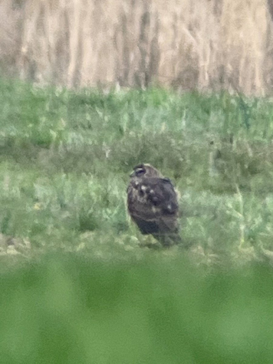 Northern Harrier - ML616699558