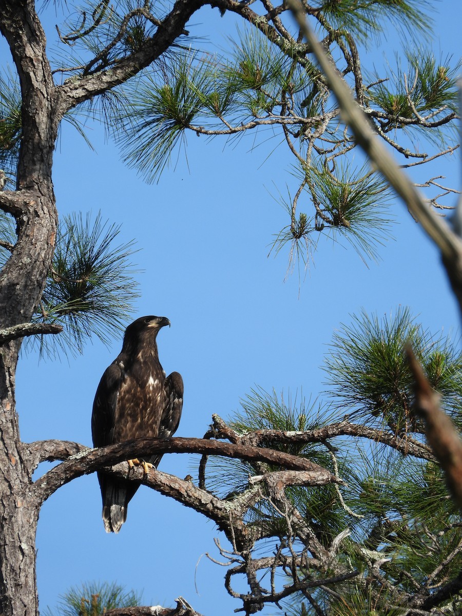 Bald Eagle - ML616699580