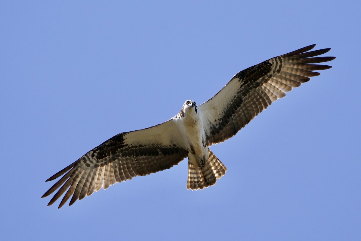 Osprey - ML616699595