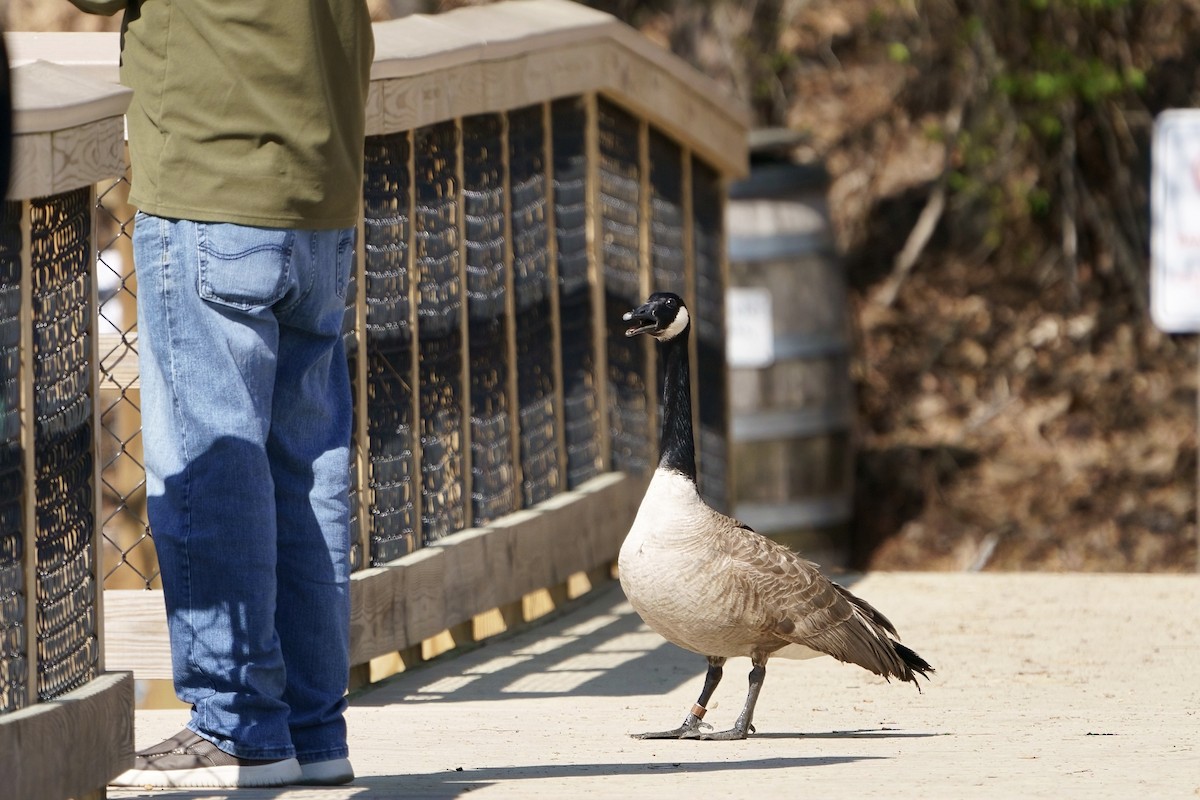 Canada Goose - ML616699601