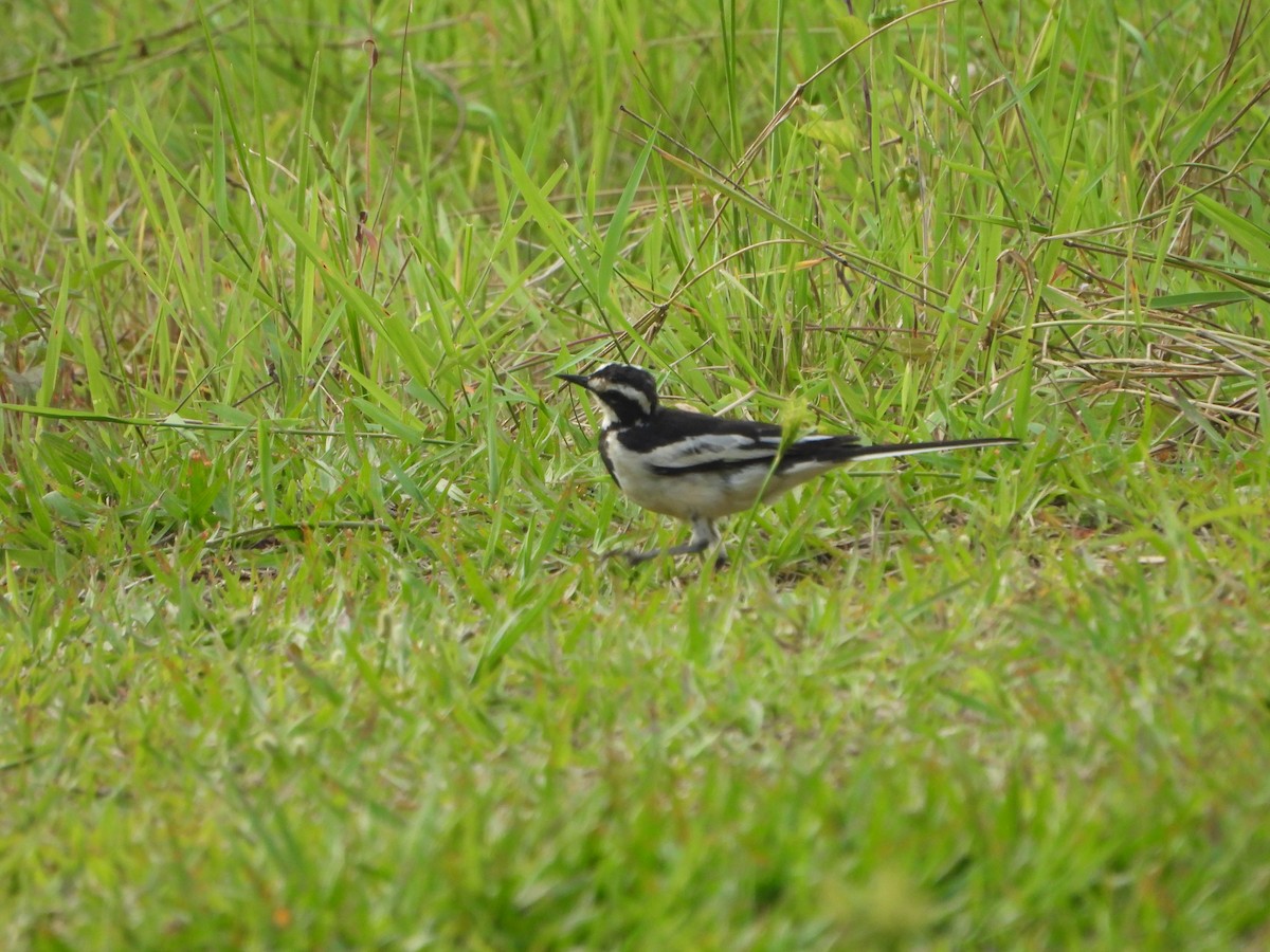 African Pied Wagtail - ML616699617