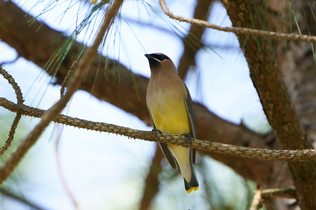 Cedar Waxwing - ML616699621