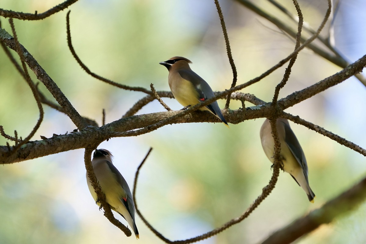 Cedar Waxwing - ML616699622