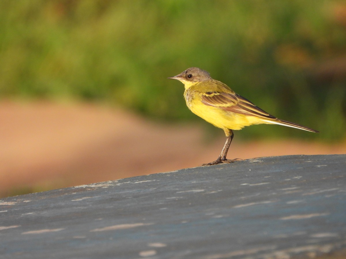 Western Yellow Wagtail - ML616699643