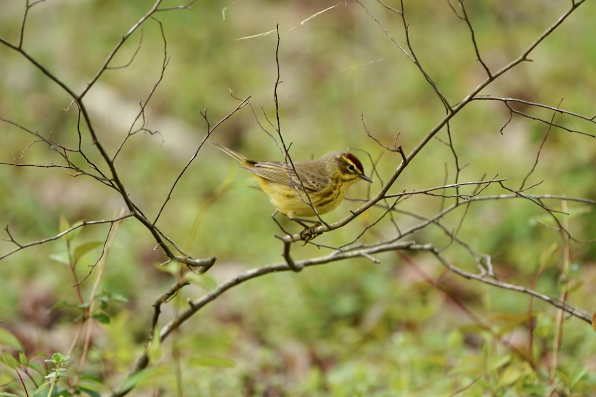 Paruline à couronne rousse - ML616699646