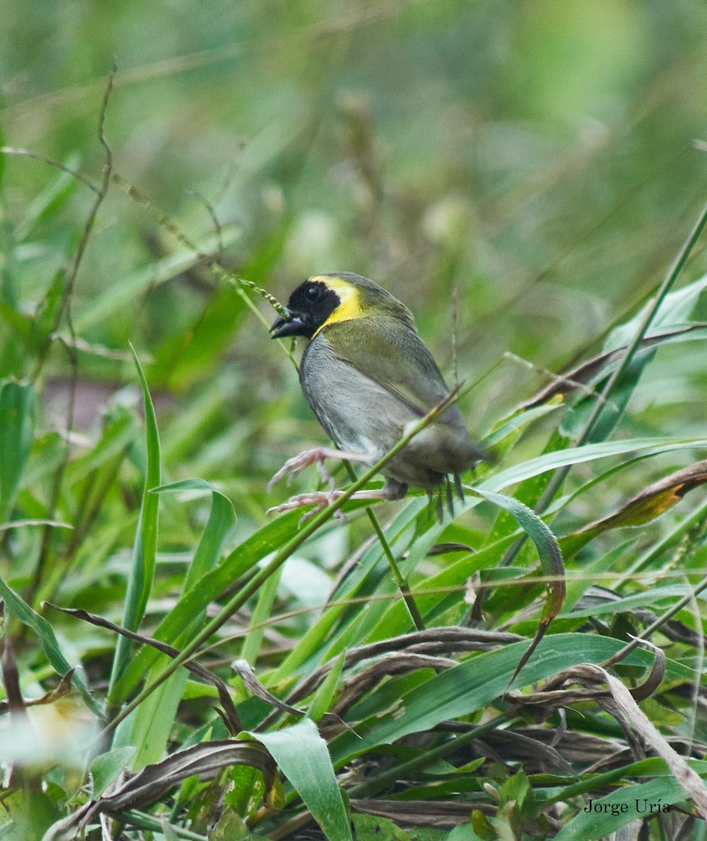 Cuban Grassquit - Jorge Uria