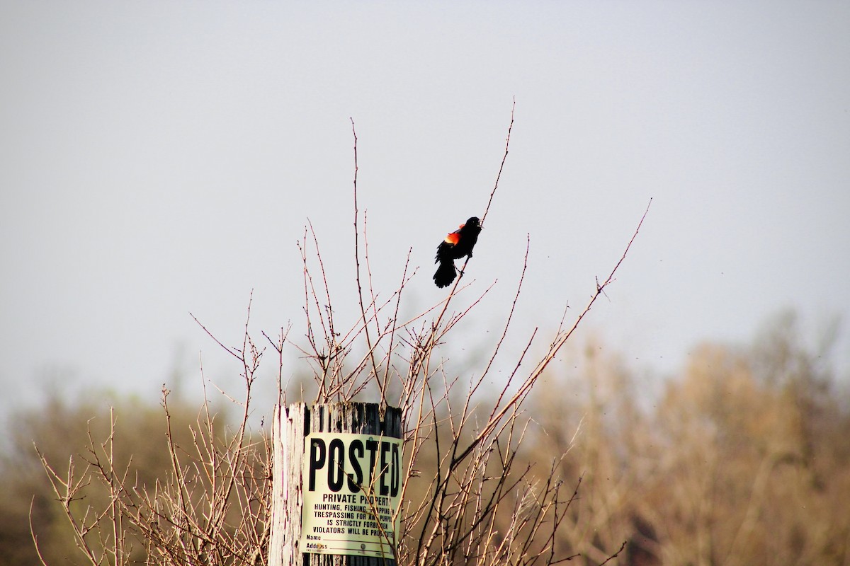 Red-winged Blackbird - ML616699702