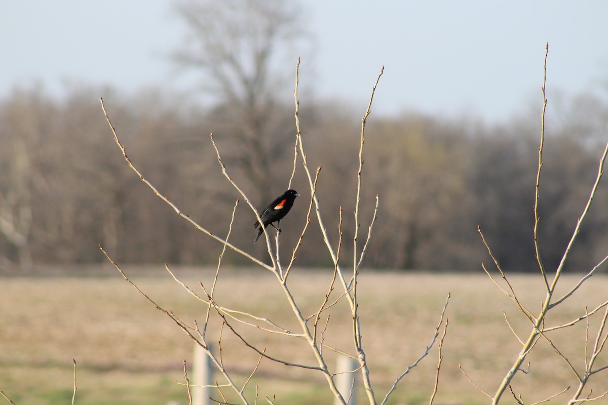 Red-winged Blackbird - ML616699704