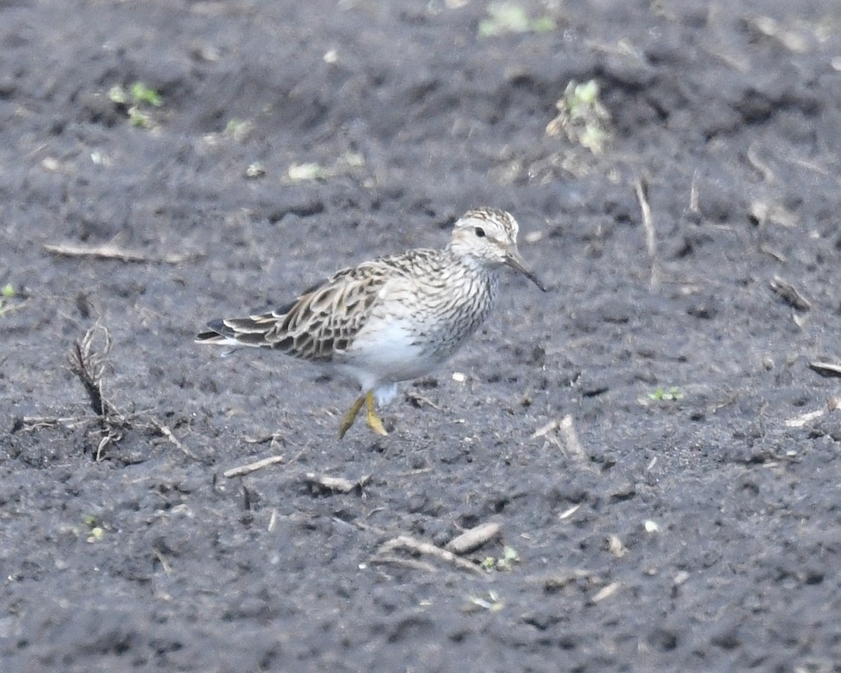 Pectoral Sandpiper - Michael Topp