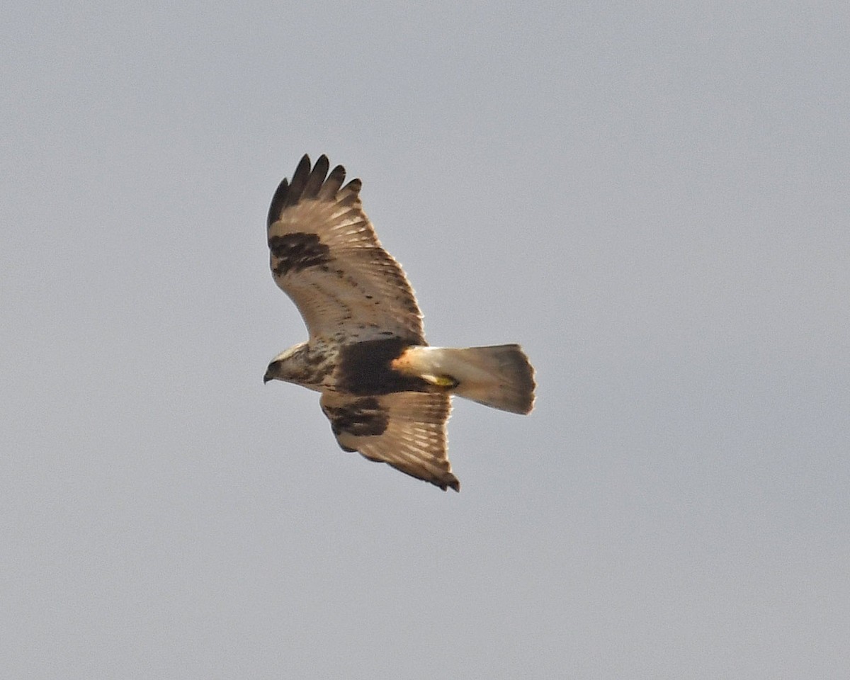 Rough-legged Hawk - Michael Topp