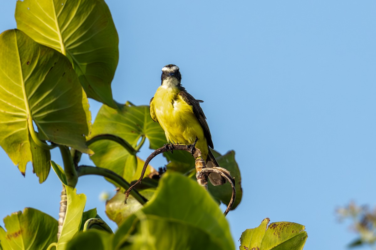 Rusty-margined Flycatcher - Mason Flint