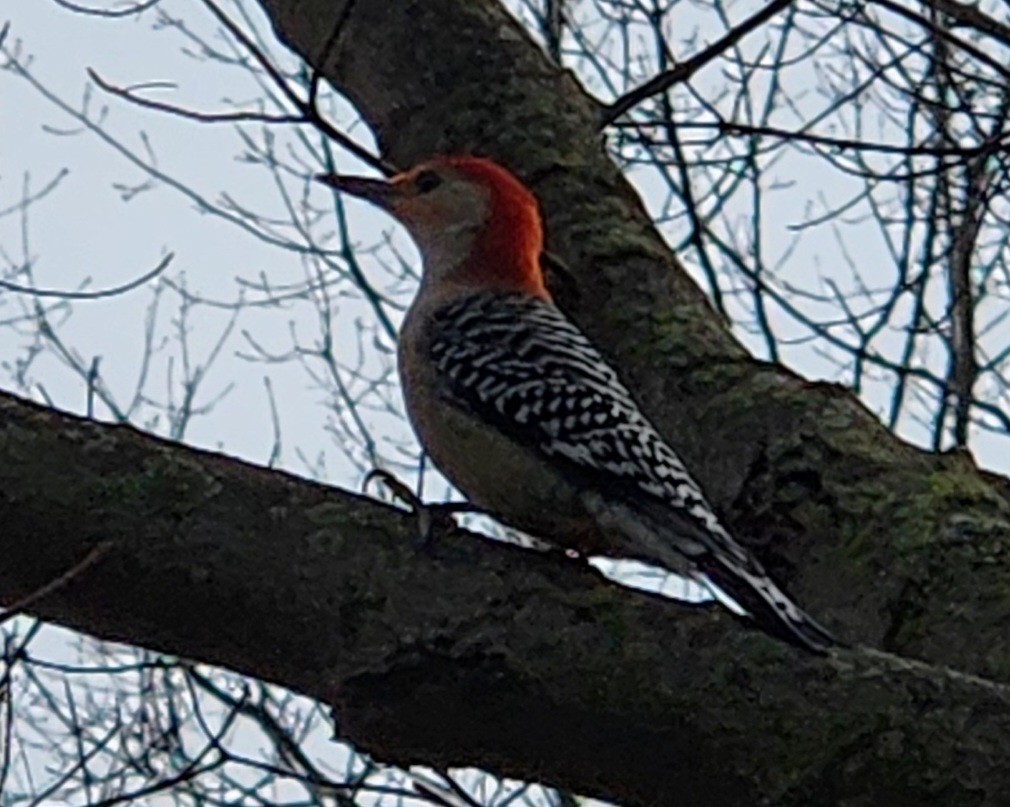 Red-bellied Woodpecker - ML616699751