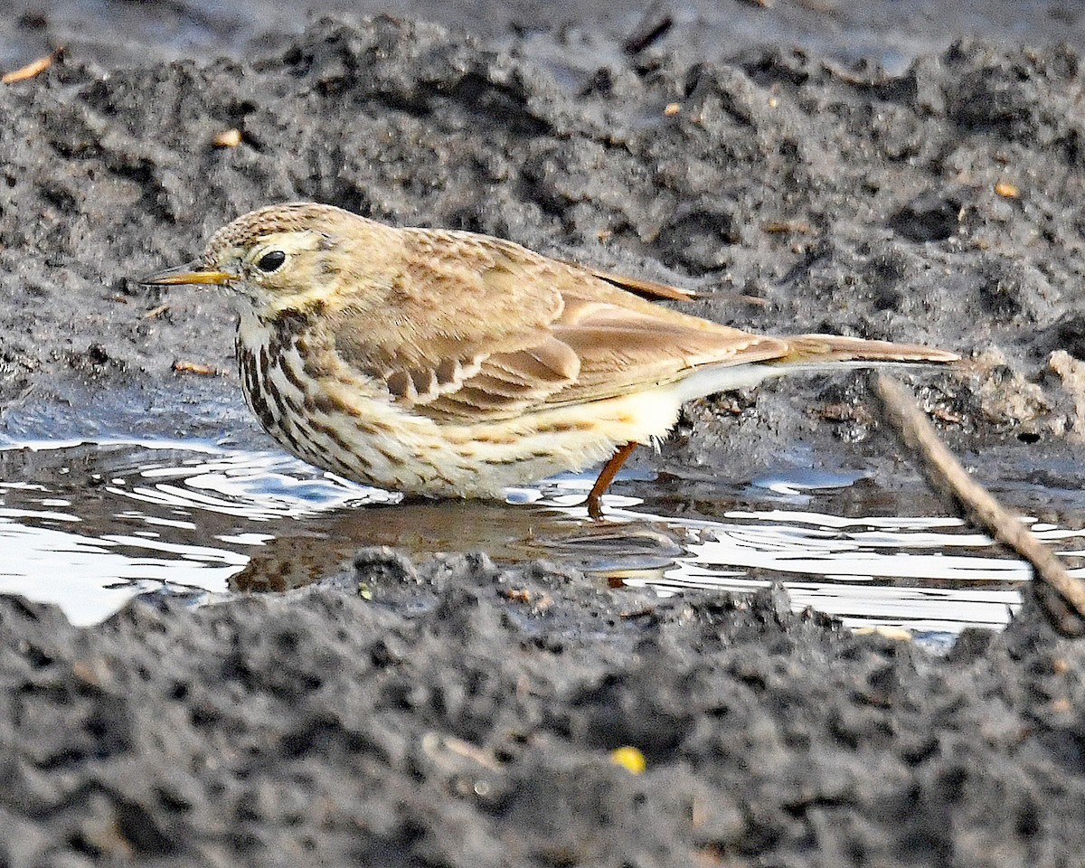 American Pipit - Michael Topp