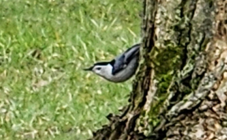 White-breasted Nuthatch - ML616699758