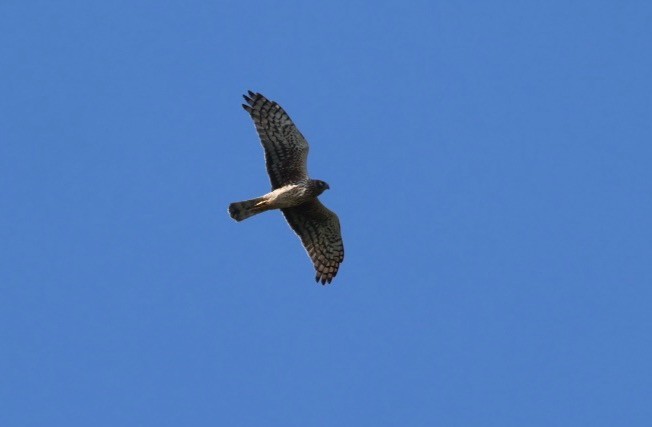 Northern Harrier - ML616699760