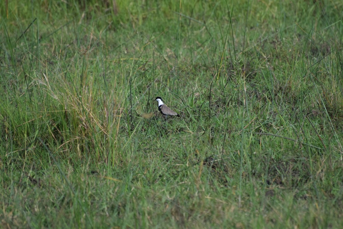 Spur-winged Lapwing - ML616699763