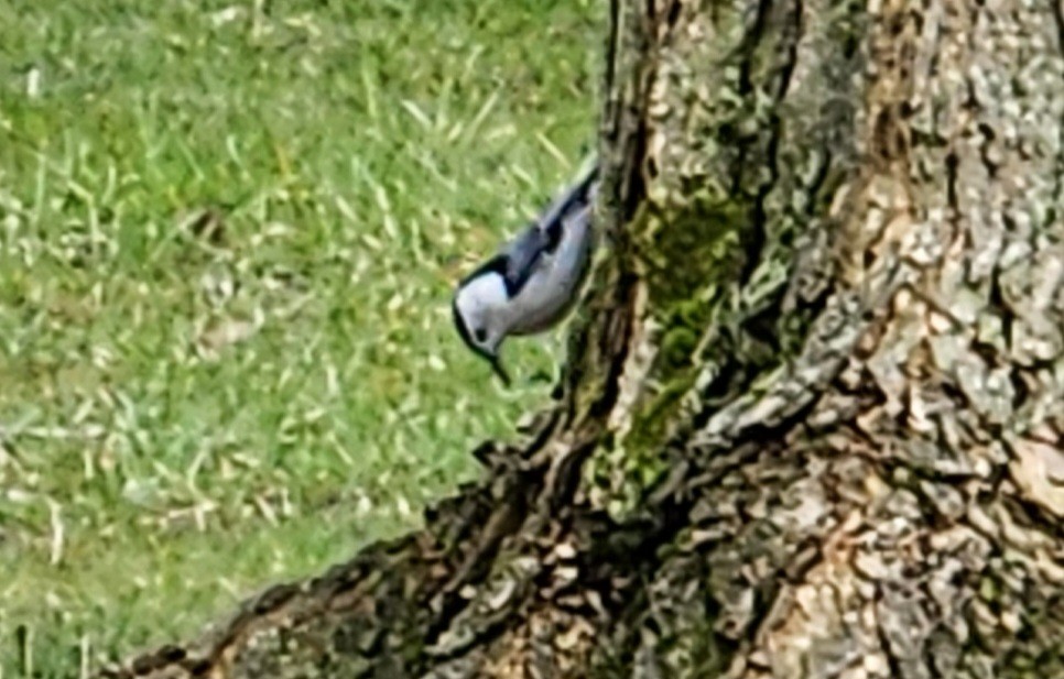 White-breasted Nuthatch - ML616699764