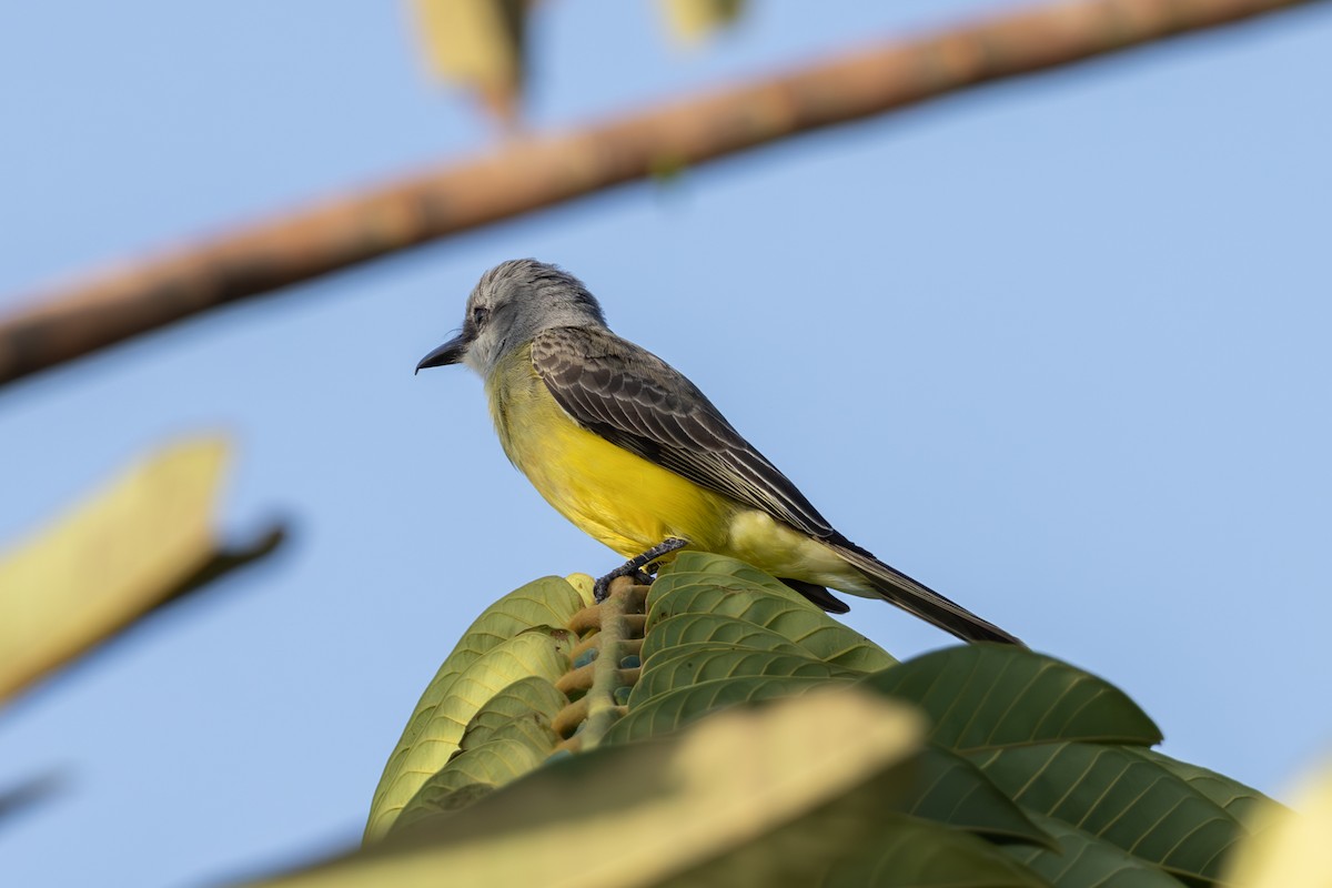 Tropical Kingbird - Mason Flint