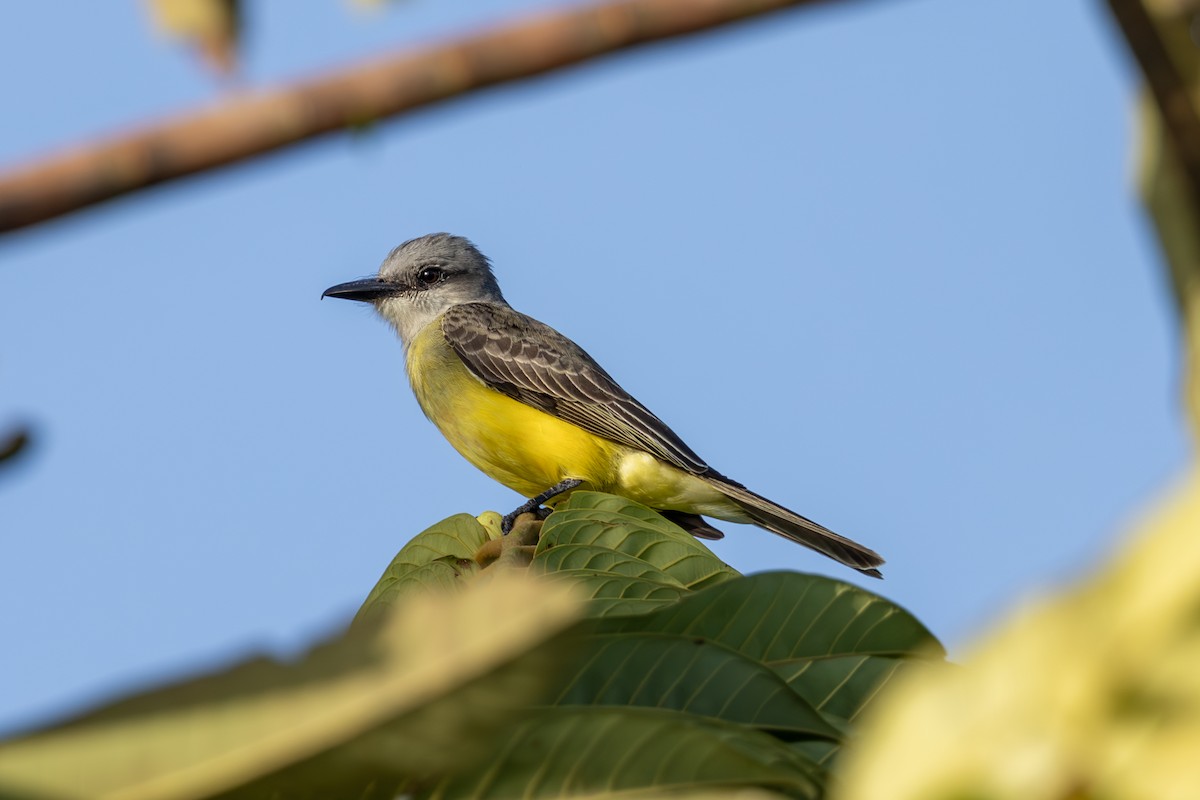 Tropical Kingbird - Mason Flint